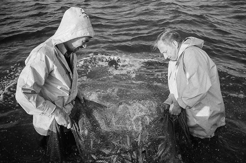 Fishing for Anchovies in Bergen op Zoom De Weervisserij in Bergen op Zoom