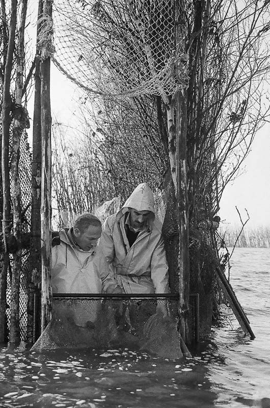 Fishing for Anchovies in Bergen op Zoom De Weervisserij in Bergen op Zoom