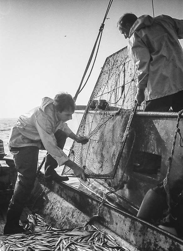 Fishing for Anchovies in Bergen op Zoom De Weervisserij in Bergen op Zoom