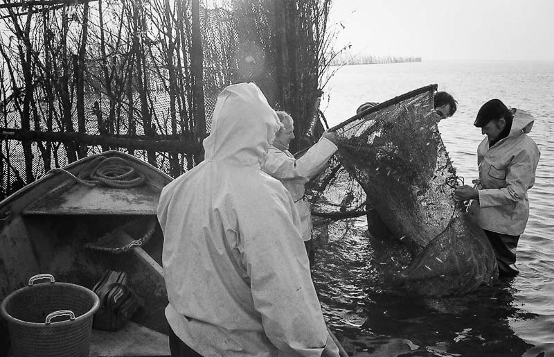 Fishing for Anchovies in Bergen op Zoom De Weervisserij in Bergen op Zoom