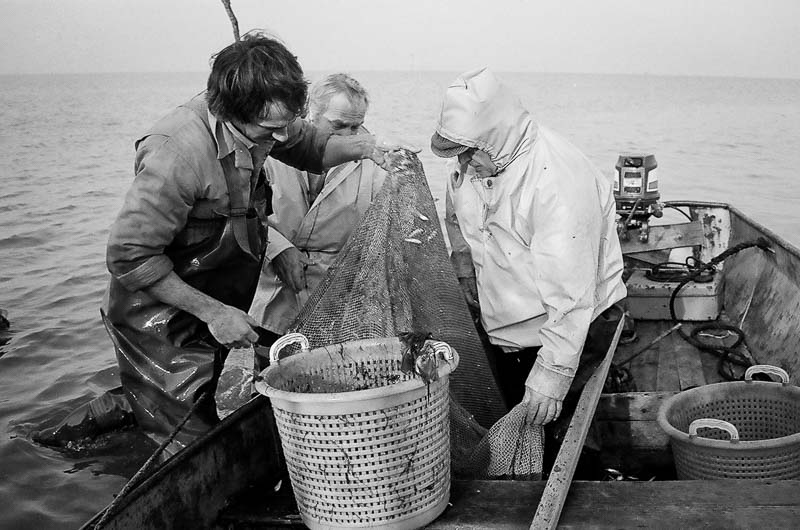 Fishing for Anchovies in Bergen op Zoom De Weervisserij in Bergen op Zoom