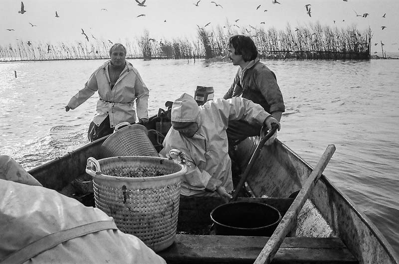 Fishing for Anchovies in Bergen op Zoom De Weervisserij in Bergen op Zoom