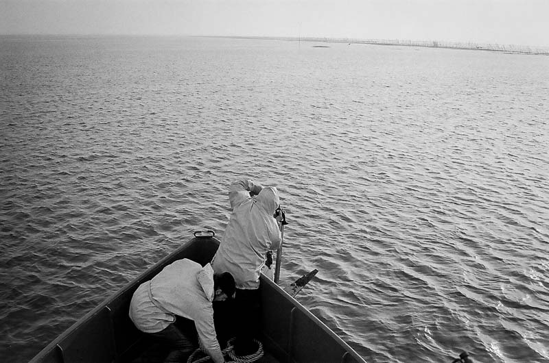 Fishing for Anchovies in Bergen op Zoom De Weervisserij in Bergen op Zoom