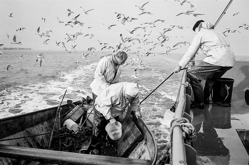 Fishing for Anchovies in Bergen op Zoom De Weervisserij in Bergen op Zoom