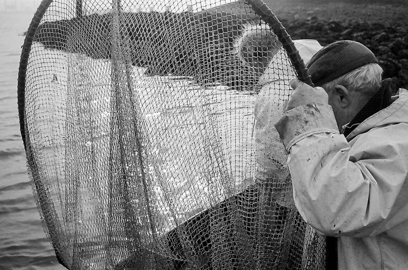 Fishing for Anchovies in Bergen op Zoom De Weervisserij in Bergen op Zoom