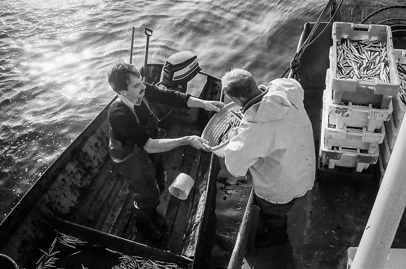 Fishing for Anchovies in Bergen op Zoom De Weervisserij in Bergen op Zoom