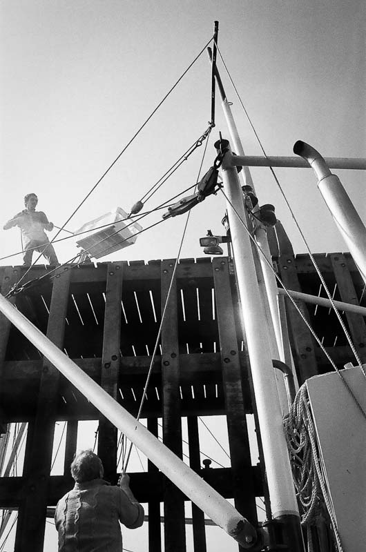 Fishing for Anchovies in Bergen op Zoom De Weervisserij in Bergen op Zoom