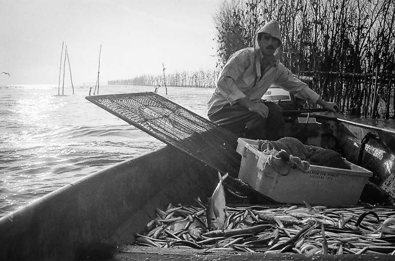 Fishing for Anchovies in Bergen op Zoom De Weervisserij in Bergen op Zoom