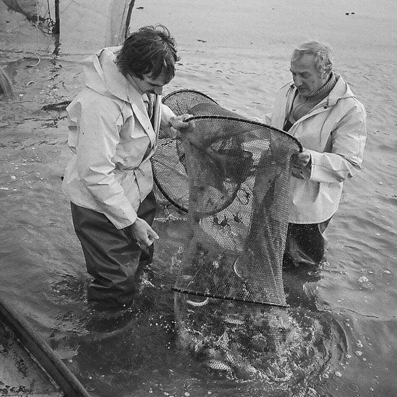 Fishing for Anchovies in Bergen op Zoom De Weervisserij in Bergen op Zoom