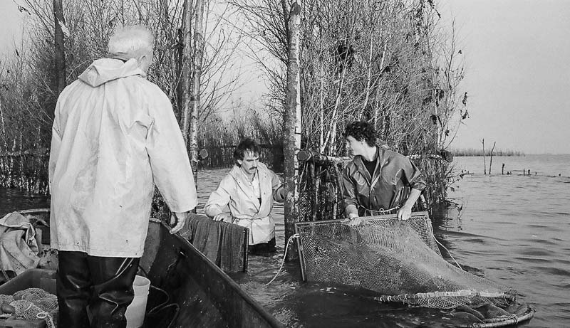 Fishing for Anchovies in Bergen op Zoom De Weervisserij in Bergen op Zoom