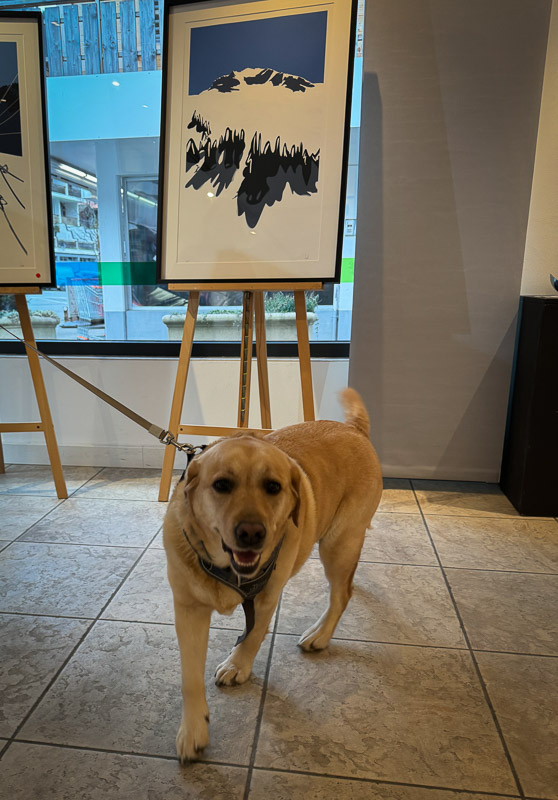 dogs of the exhibition -1 exhibition artworks danny touw champéry raiffeisen gallery