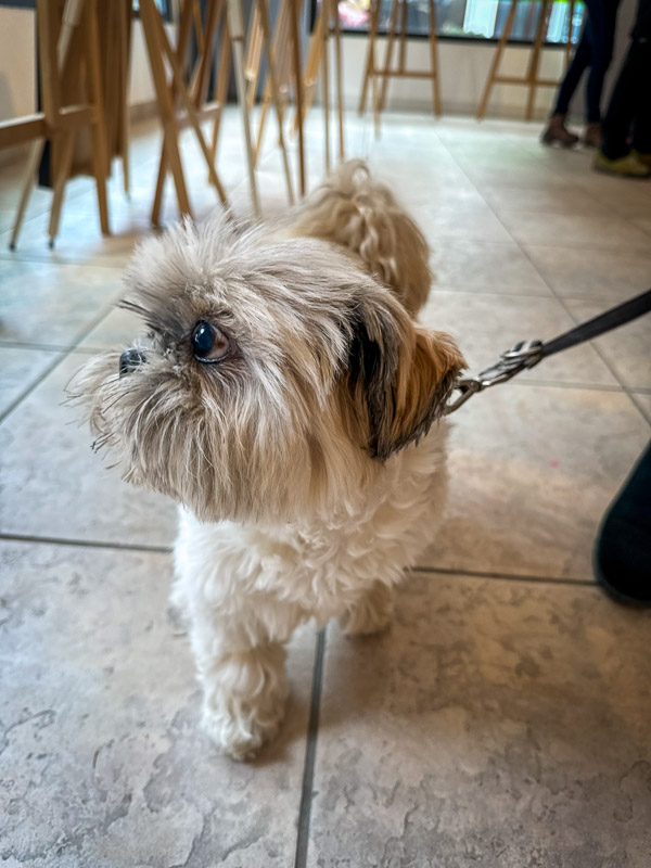 dogs of the exhibition -10 exhibition artworks danny touw champéry raiffeisen gallery