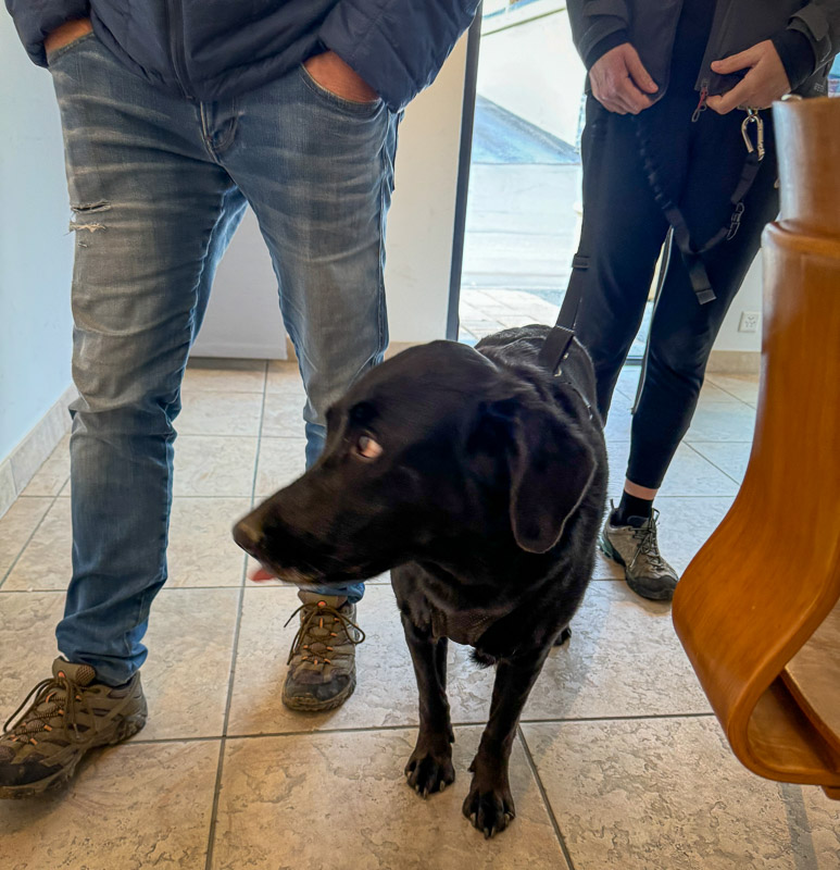 dogs of the exhibition -11 exhibition artworks danny touw champéry raiffeisen gallery