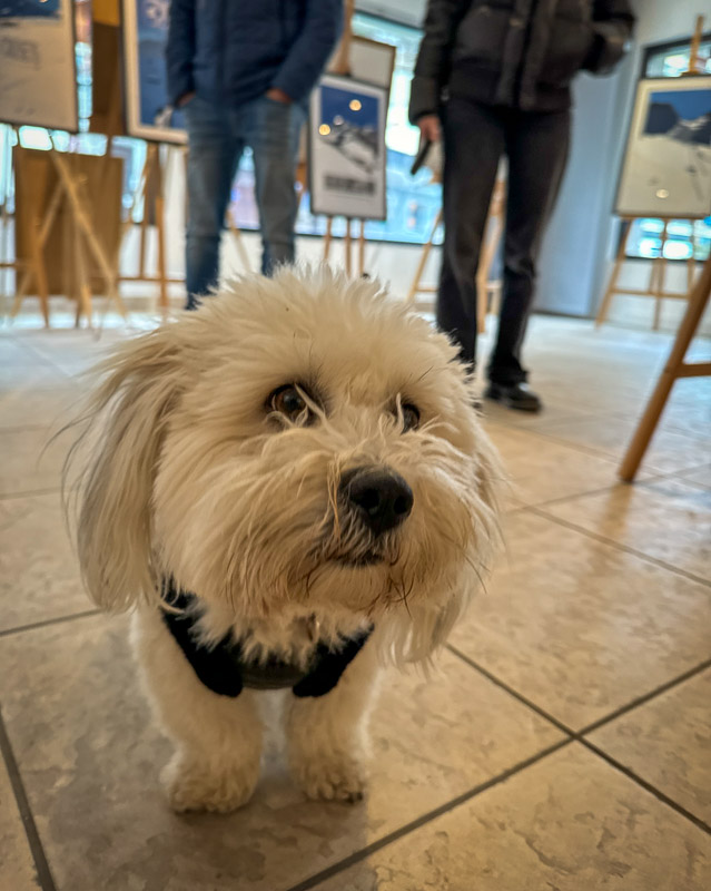 dogs of the exhibition -12 exhibition artworks danny touw champéry raiffeisen gallery