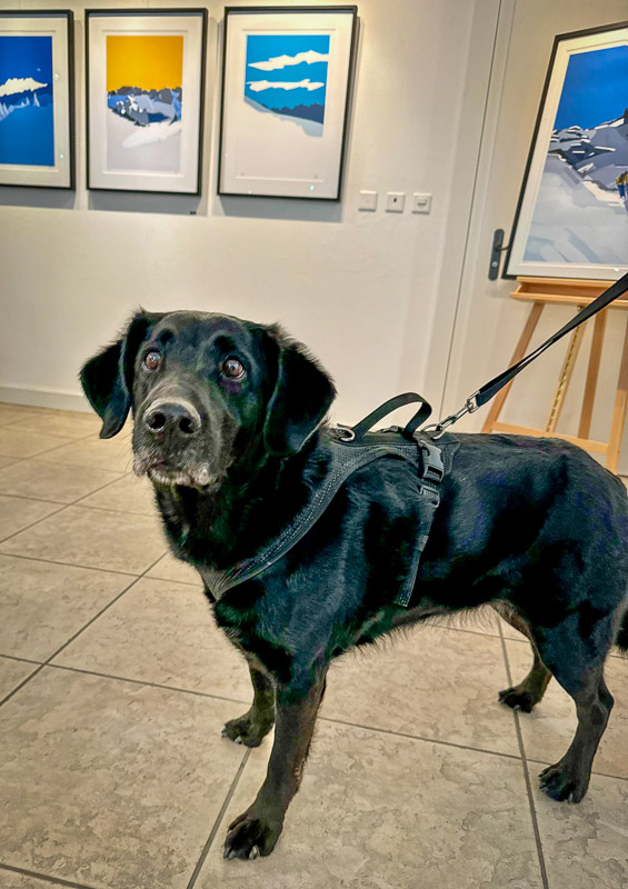 dogs of the exhibition -13 exhibition artworks danny touw champéry raiffeisen gallery