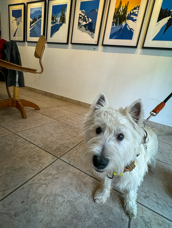 dogs of the exhibition -15 exhibition artworks danny touw champéry raiffeisen gallery
