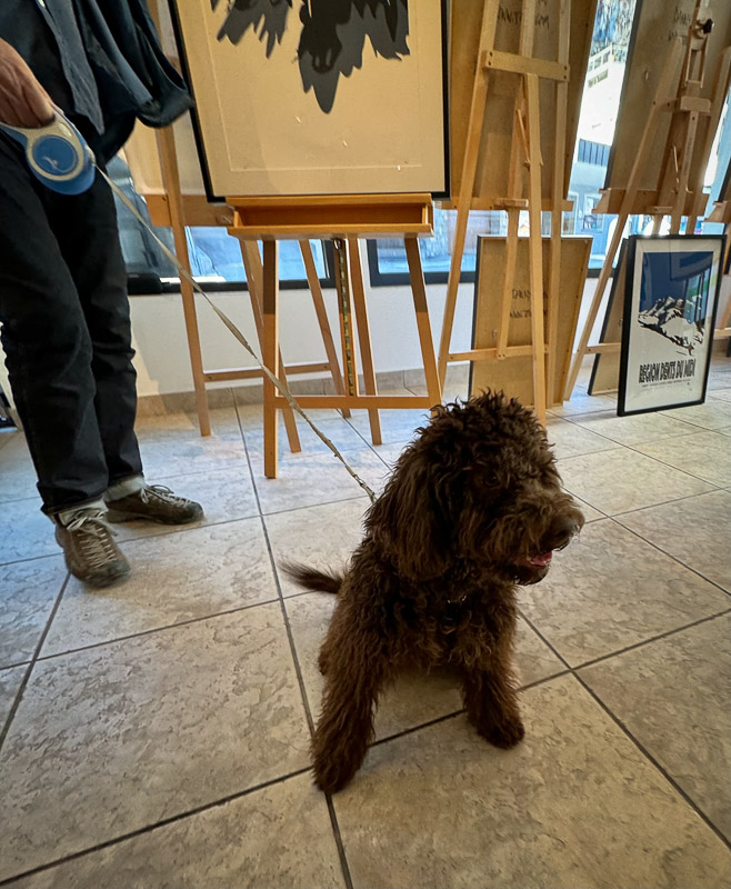 dogs of the exhibition -17 exhibition artworks danny touw champéry raiffeisen gallery