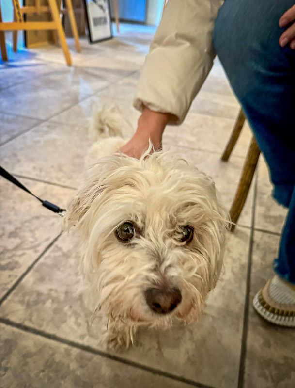 dogs of the exhibition -19 exhibition artworks danny touw champéry raiffeisen gallery