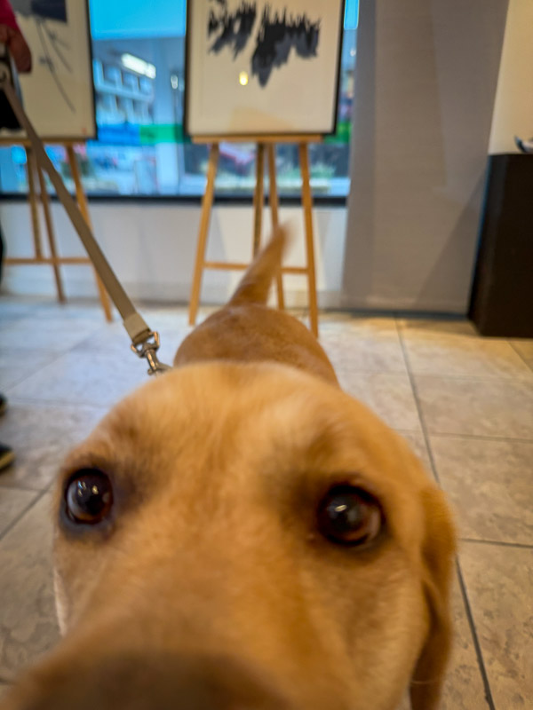 dogs of the exhibition -2 exhibition artworks danny touw champéry raiffeisen gallery