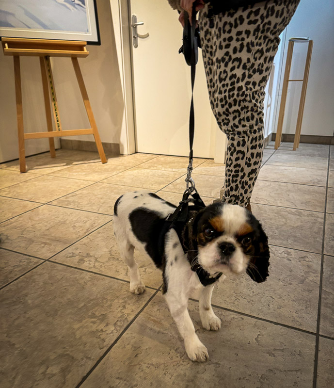 dogs of the exhibition -3 exhibition artworks danny touw champéry raiffeisen gallery