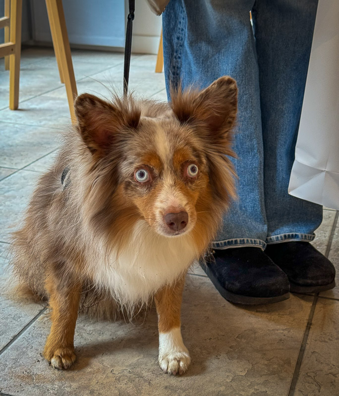 dogs of the exhibition -4 exhibition artworks danny touw champéry raiffeisen gallery