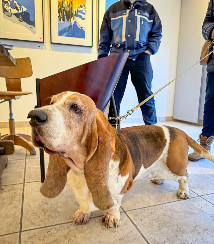 dogs of the exhibition -5 exhibition artworks danny touw champéry raiffeisen gallery