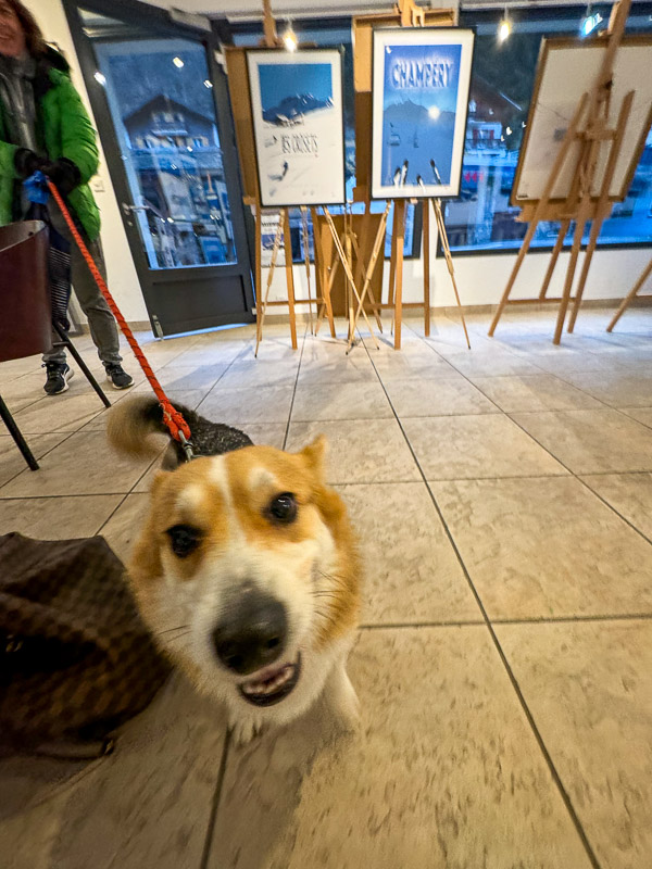 dogs of the exhibition -7 exhibition artworks danny touw champéry raiffeisen gallery