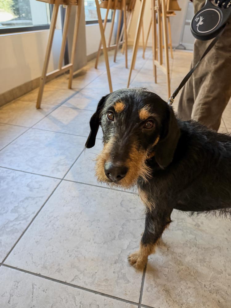 paintings by danny touw art exhibition champery region dents du midi portes du midi