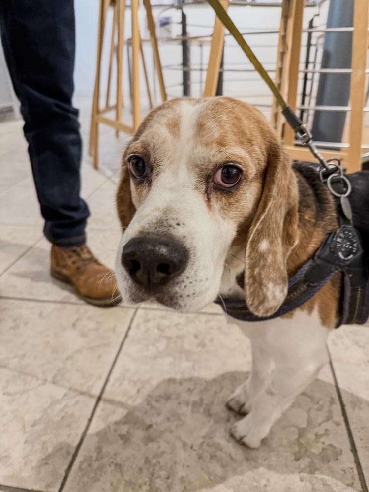 paintings by danny touw art exhibition champery region dents du midi portes du midi