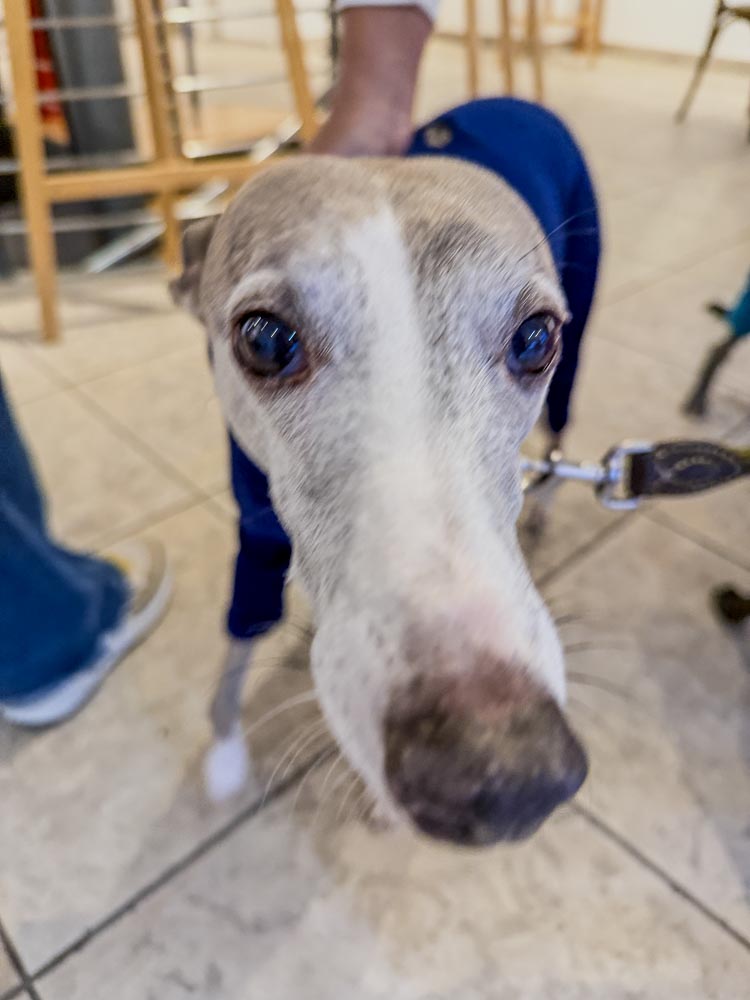 paintings by danny touw art exhibition champery region dents du midi portes du midi