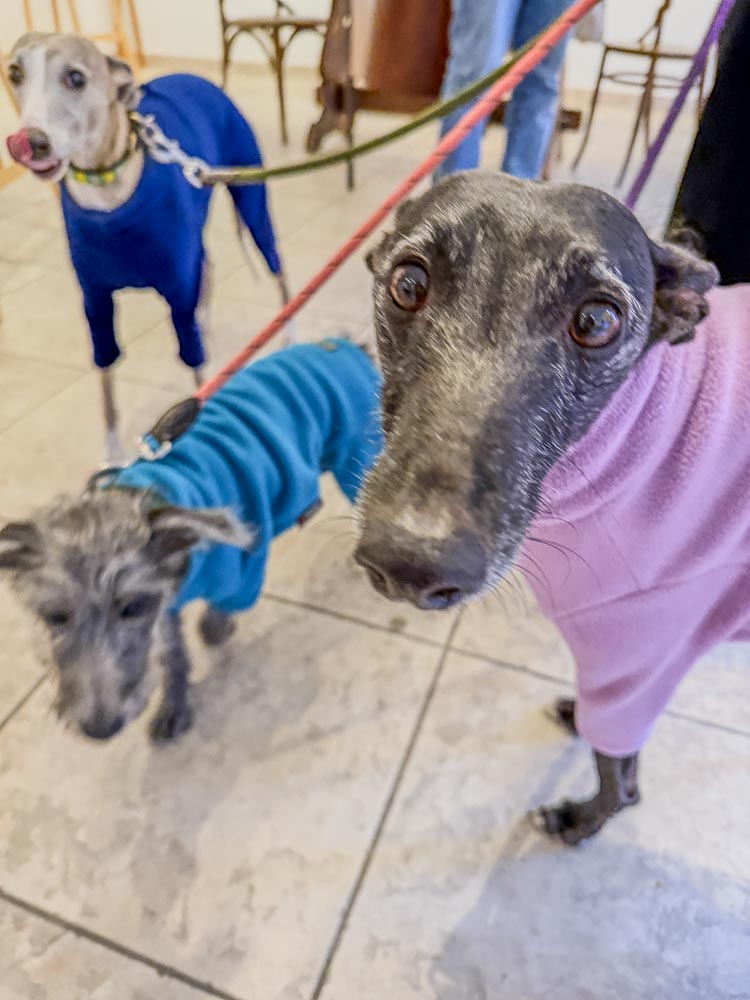 paintings by danny touw art exhibition champery region dents du midi portes du midi